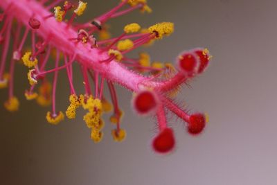 Close-up of flowers