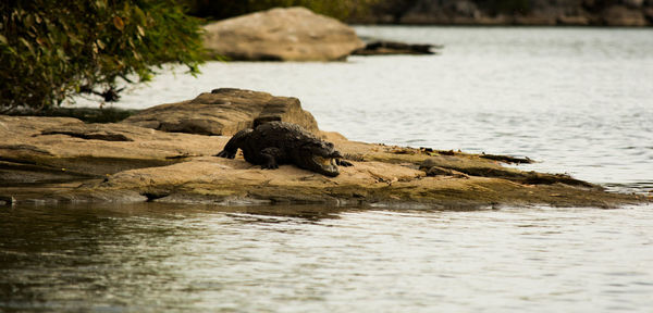 Close-up of turtle on rock by lake