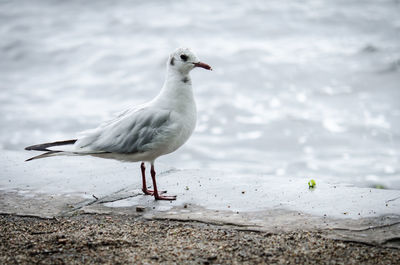 Close-up of seagull perching on shore against sky