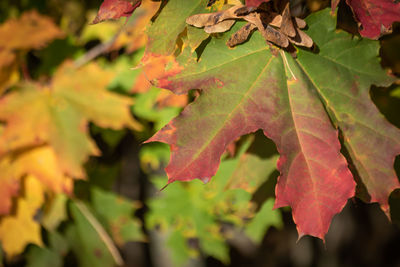 Close-up of autumnal leaves