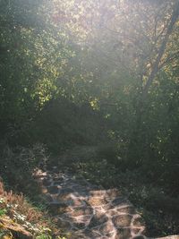 Scenic view of forest