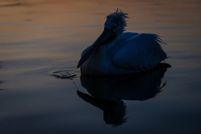 Close-up of a bird