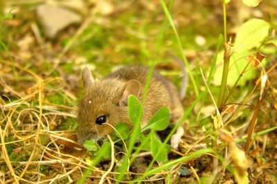 Close-up of lizard on grass