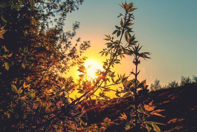 Close-up of silhouette plants against sky during sunset