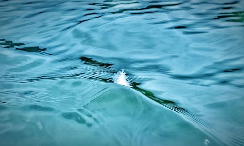 High angle view of  feather swimming in sea