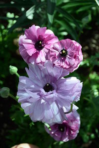 Close-up of pink flower