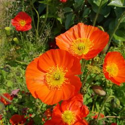 Close-up of orange poppy flowers