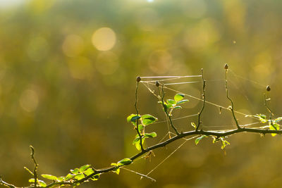 Close-up of spider web on plant