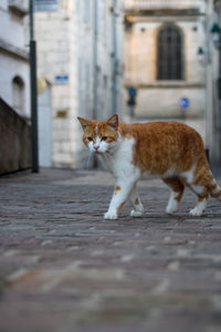 Cat standing on street