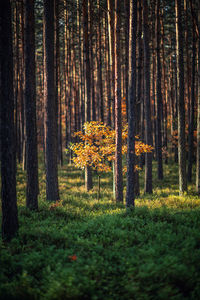 Trees in forest