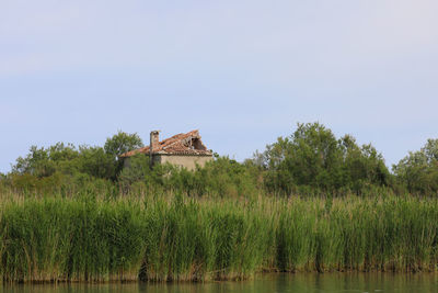 Reed by the river and a old house in europe