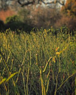 Close-up of plants on field