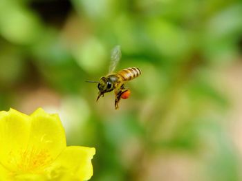 Close-up of bee pollinating on flower