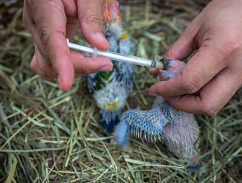 Hands of veterinarian feeding chick with injection