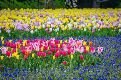 Multi colored tulips in field