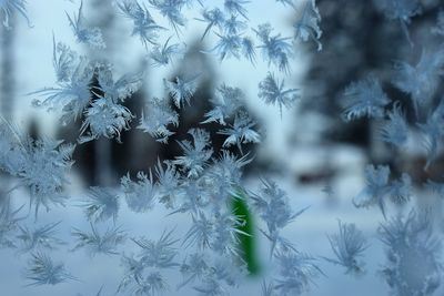 Close-up of snow on plant