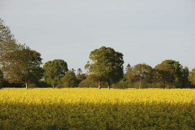 Scenic view of oilseed rape field against sky