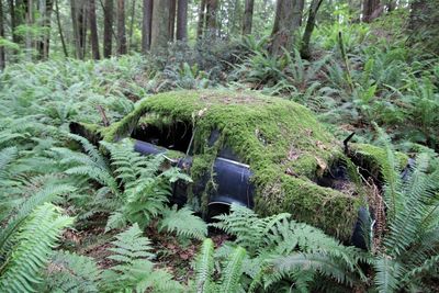 Plants and trees in forest