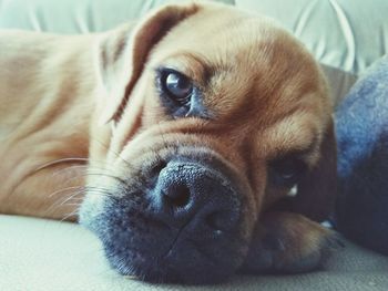 Close-up portrait of dog resting