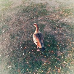 High angle view of bird on field