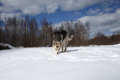 View of a horse on snow covered field