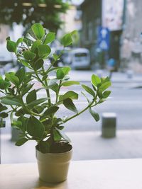 Close-up of potted plant on table