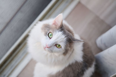 White cat sitting beside window