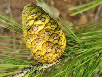 Close-up of fruit on plant