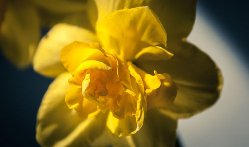 Close-up of yellow flower blooming outdoors