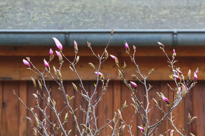 Close-up of fence