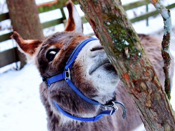 A donkey tries to nibble a tree trunk 