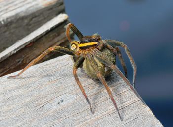 Close-up of spider on wood