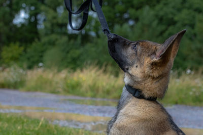Close-up of a dog looking away