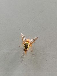 High angle view of insect on floor