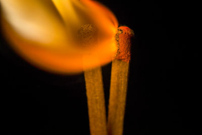 Close-up of orange flower against black background
