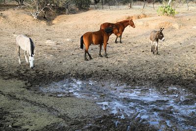 Horses in a drinking water