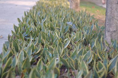 Close-up of wheat growing on field