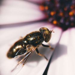 Close-up of bee on flower