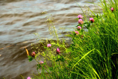 Close-up of pink flowers blooming outdoors