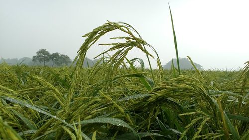 Close-up of crops growing on field against sky