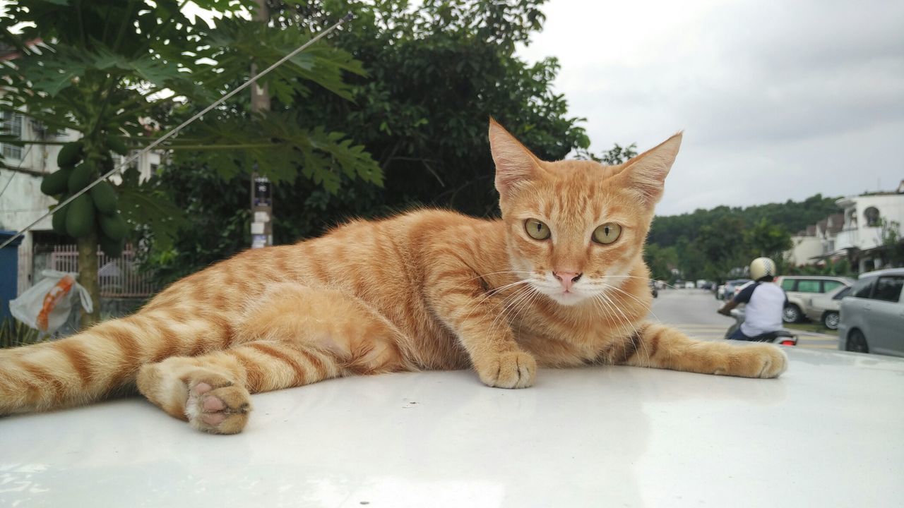 Cat on car roof