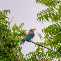 Bird perching on a tree