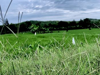 Scenic view of field against sky