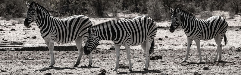 Zebra standing on field