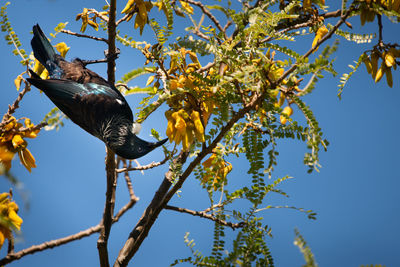 Low angle view of bird perching on tree