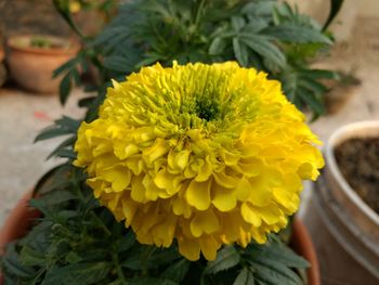 Close-up of yellow flower blooming outdoors