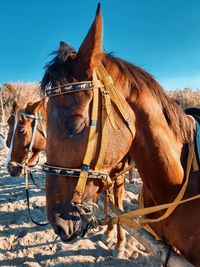 Horse standing on snow