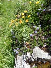 High angle view of plants growing in park