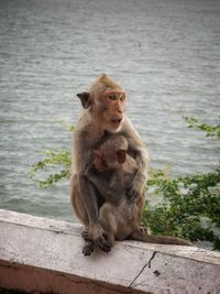 Lion sitting on lake