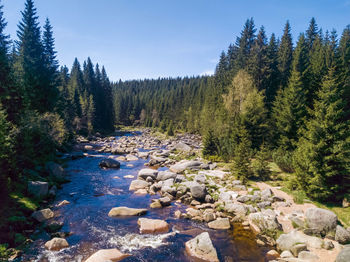 Scenic view of river amidst trees in forest. izera river in mountains of poland and czech republic.